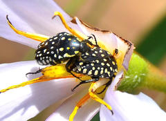 Oxythyrea testaceoguttata