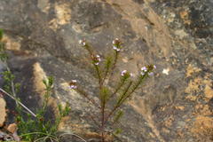 Muraltia ericoides