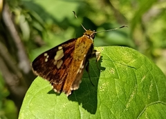 Pseudocoladenia dan fatih