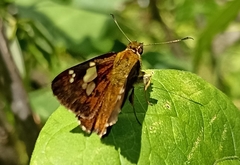 Pseudocoladenia dan fatih