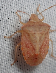 Thyanta pallidovirens