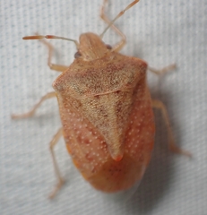 Thyanta pallidovirens