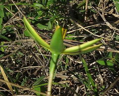 Pauridia serrata serrata