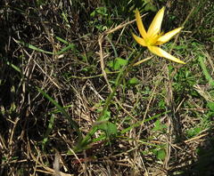 Pauridia serrata serrata