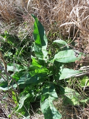 Rumex aquaticus