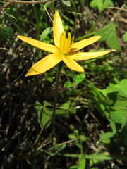 Pauridia serrata serrata