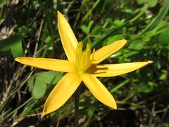 Pauridia serrata serrata