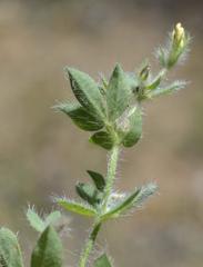 Lotus subbiflorus subbiflorus