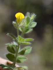 Lotus subbiflorus subbiflorus