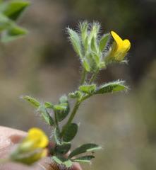 Lotus subbiflorus subbiflorus
