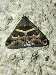 Grammodes stolida