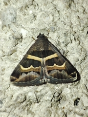 Grammodes stolida