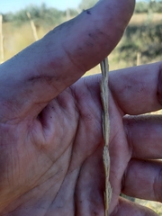 Thinopyrum elongatum