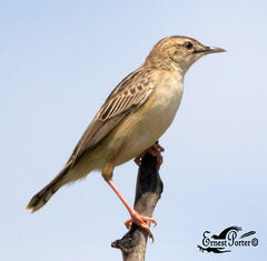 Cisticola juncidis terrestris