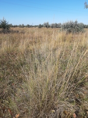 Thinopyrum elongatum