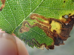 Stigmella lemniscella