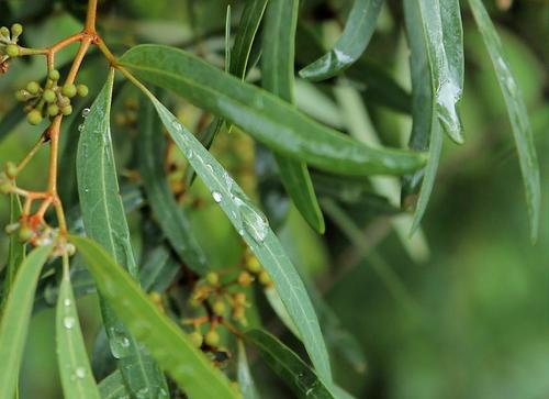 Rhoicissus revoilii · iNaturalist Mexico