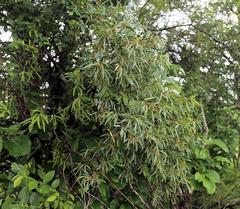 Rhoicissus revoilii