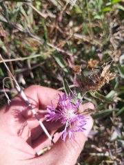 Centaurea jacea substituta