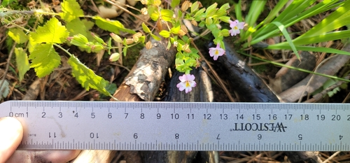 Image of Kings River Monkeyflower (Erythranthe acutidens) by (c) Chris Winchell, some rights reserved (CC BY)