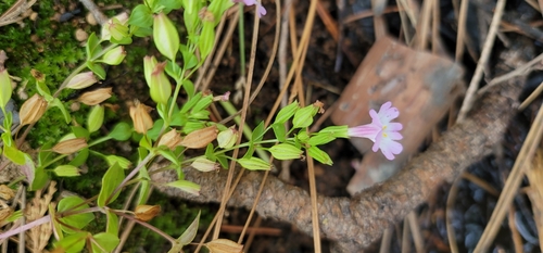 Image of Kings River Monkeyflower (Erythranthe acutidens) by (c) Chris Winchell, some rights reserved (CC BY)