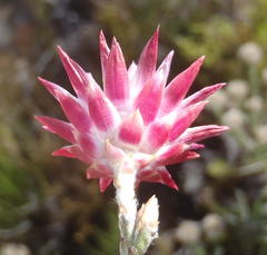 Syncarpha canescens canescens