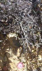 Syncarpha canescens canescens