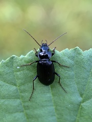 Nebria
