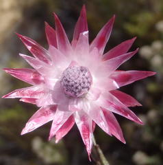 Syncarpha canescens canescens