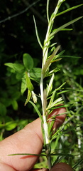 Aldama linearis