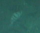 Sebastes nigrocinctus