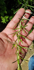 Aldama linearis