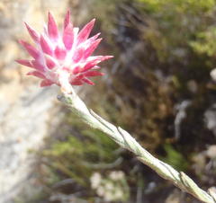 Syncarpha canescens canescens