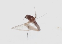 Culex pilosus