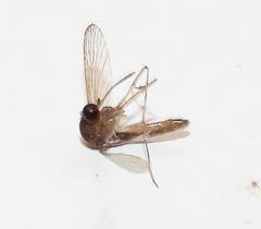 Culex pilosus