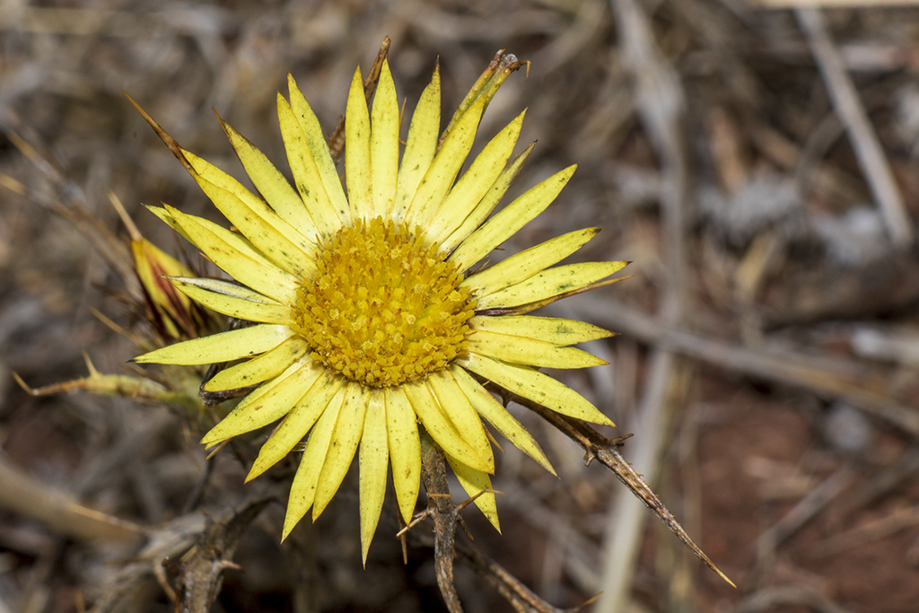Carlina racemosa