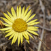 Carlina racemosa - Photo 由 Marina Ribeiro 所上傳的 (c) Marina Ribeiro，保留部份權利CC BY-NC