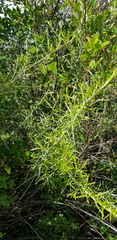 Aldama linearis