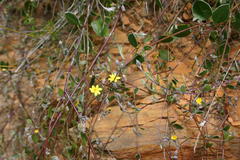Osteospermum pyrifolium