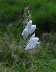 Ixia orientalis
