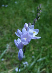 Ixia orientalis