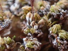 Encalypta rhaptocarpa