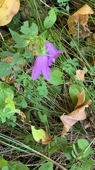 Campanula rapunculoides