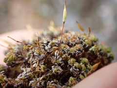 Encalypta rhaptocarpa