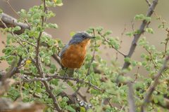 Melaenornis semipartitus