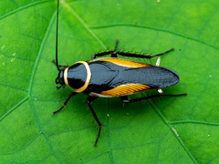 Hemithyrsocera vittata