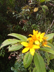 Electranthera mutica