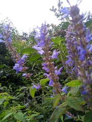 Salvia lavanduloides