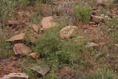 Asparagus exuvialis