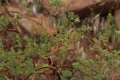 Asparagus exuvialis